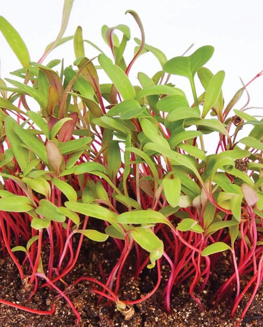 Microgreen Swiss Chard