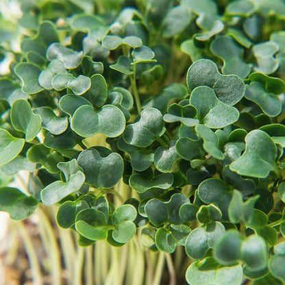 Microgreen Kale