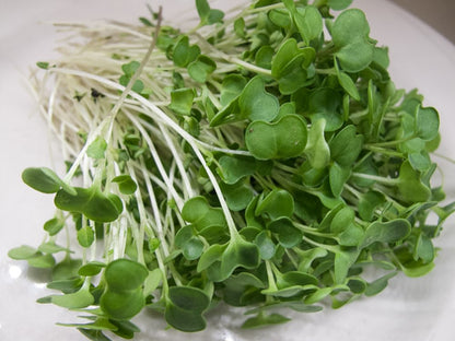 Microgreen Kale