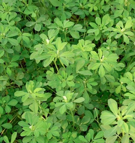 Fenugreek Certified Organic